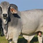 raca-brahman